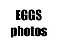 Eggs Photos